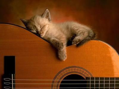 normal-chat-en-train-de-dormir-sur-une-guitare.jpg